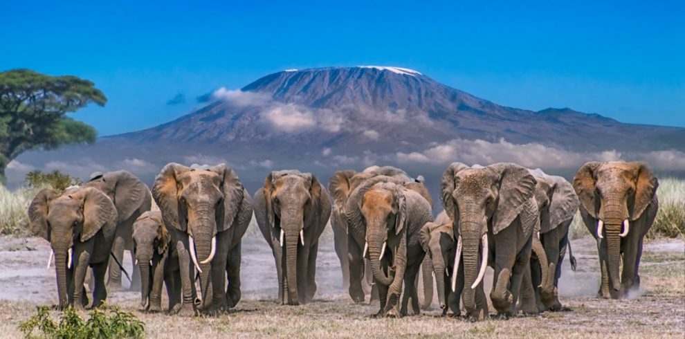 Amboseli Elephant Safari