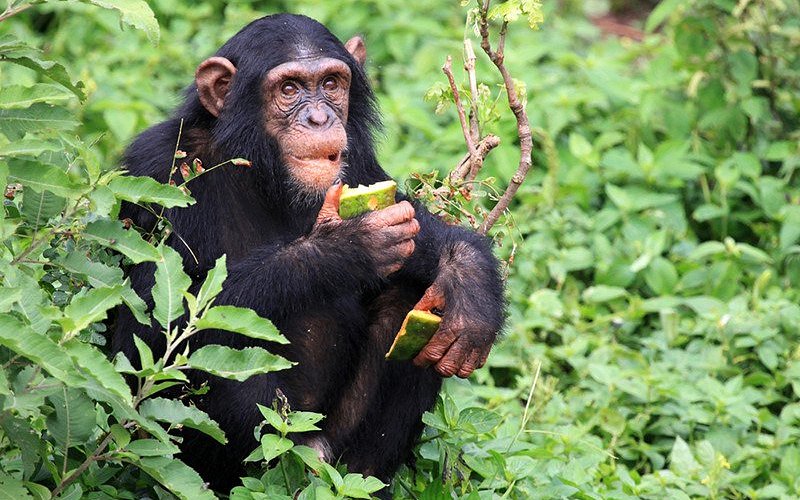 Gombe Chimpanzee Trekking