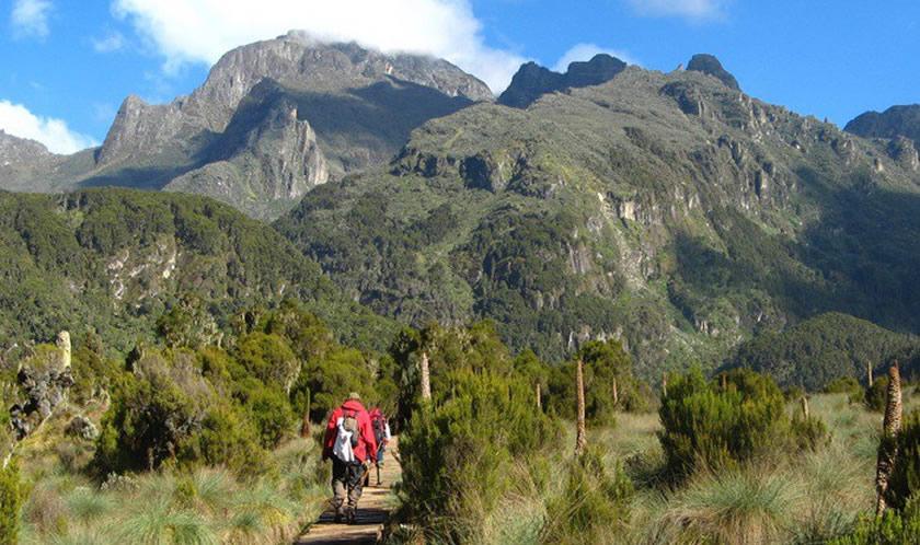 Alpine Giants | Kenya - Image 15