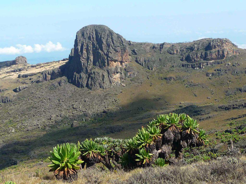 Alpine Giants | Kenya - Image 10