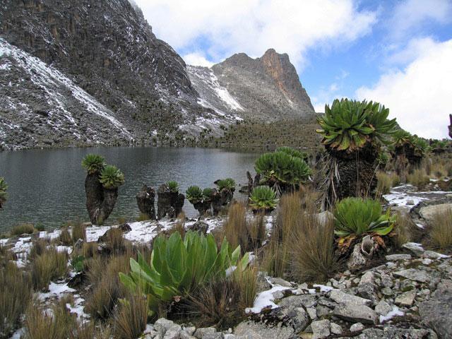 Alpine Giants | Kenya - Image 7