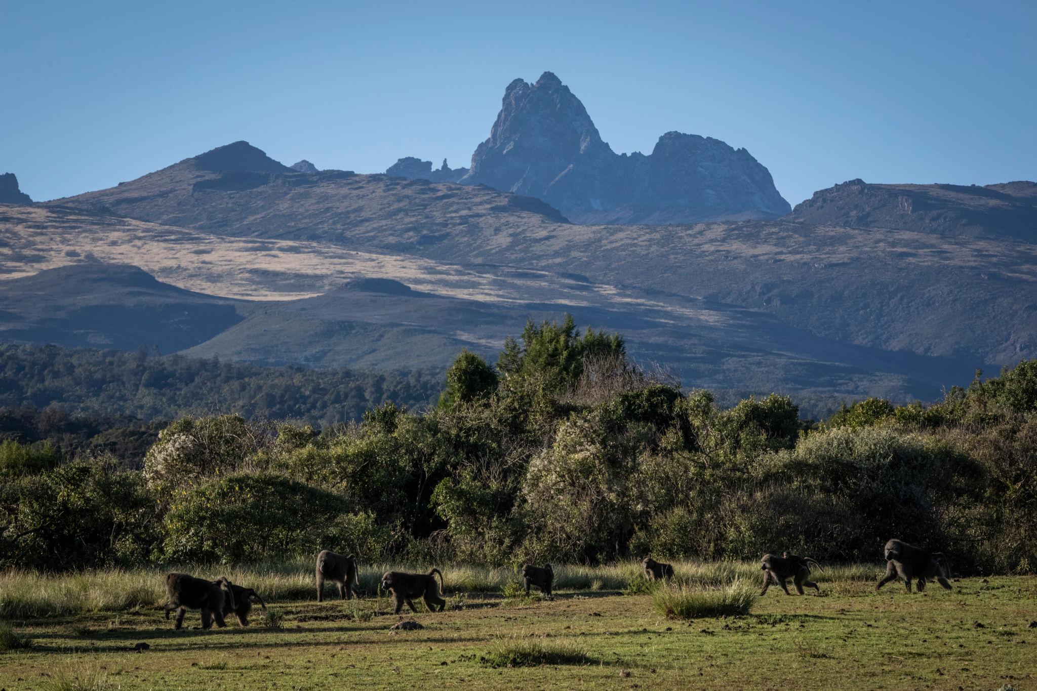 Alpine Giants | Kenya - Image 14