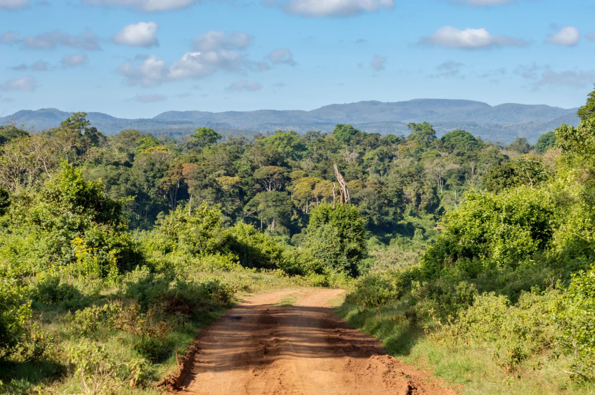 Alpine Giants | Kenya - Image 6