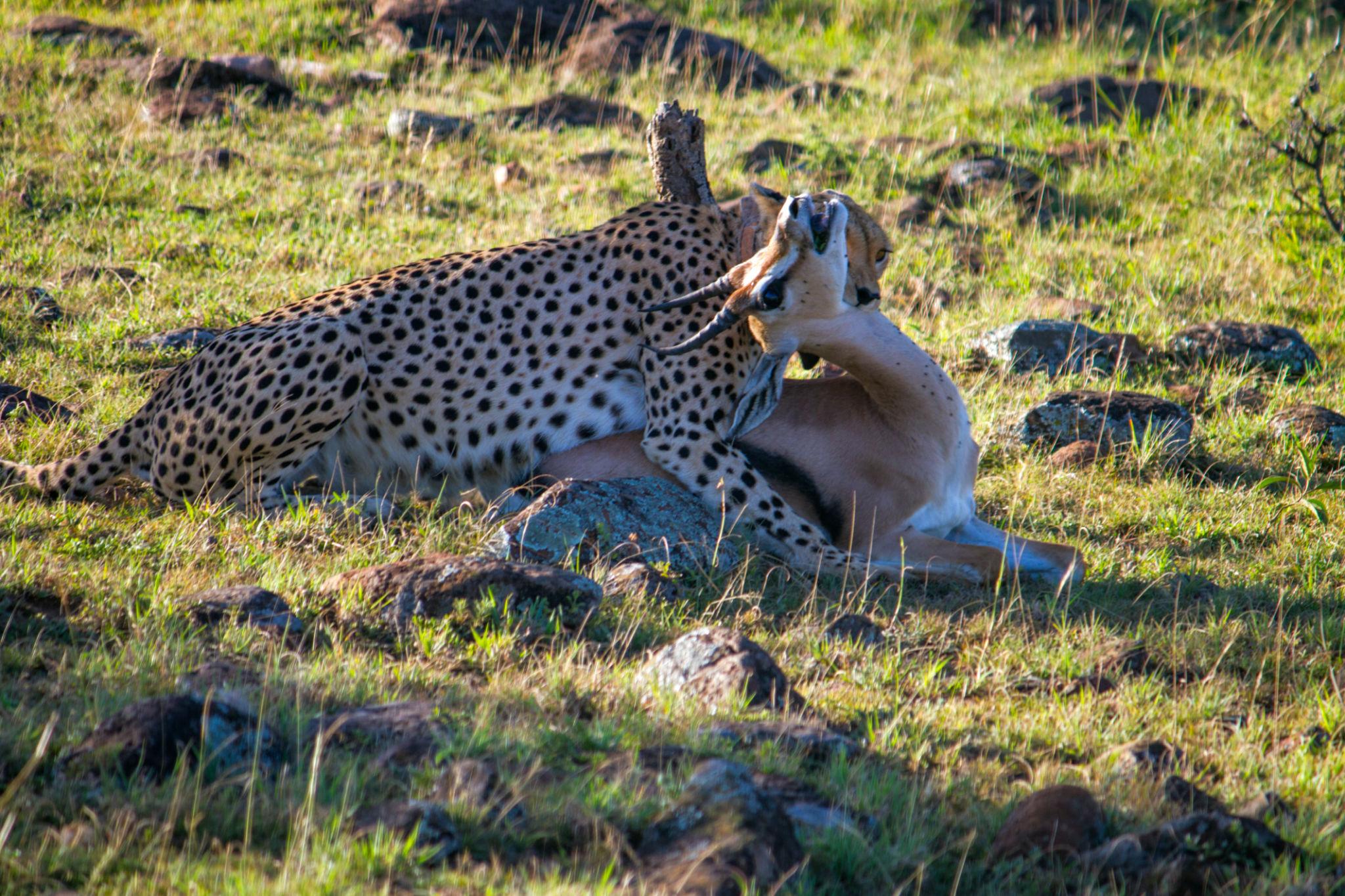 Kenya - Image 11