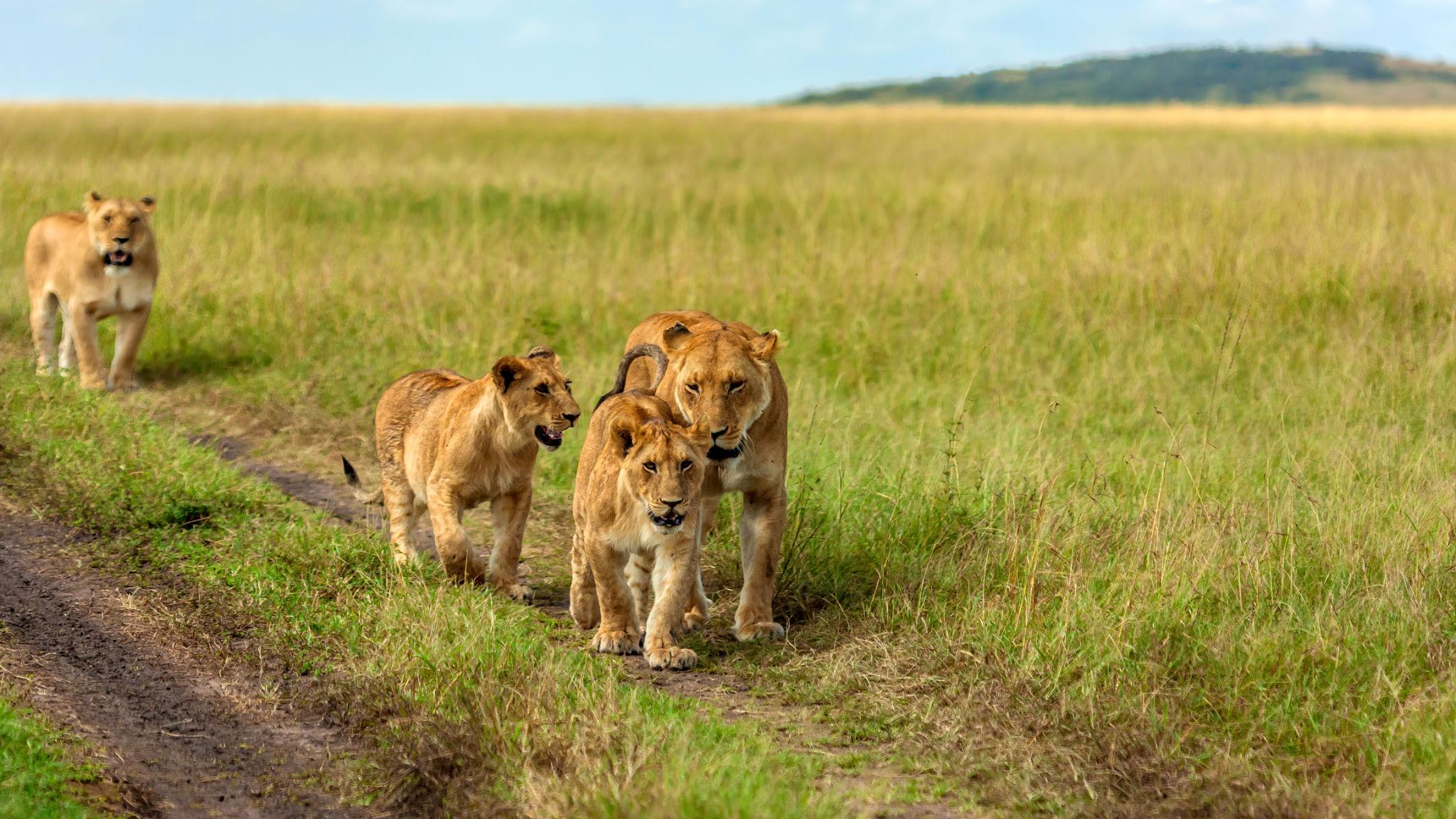 Kenya - Image 8