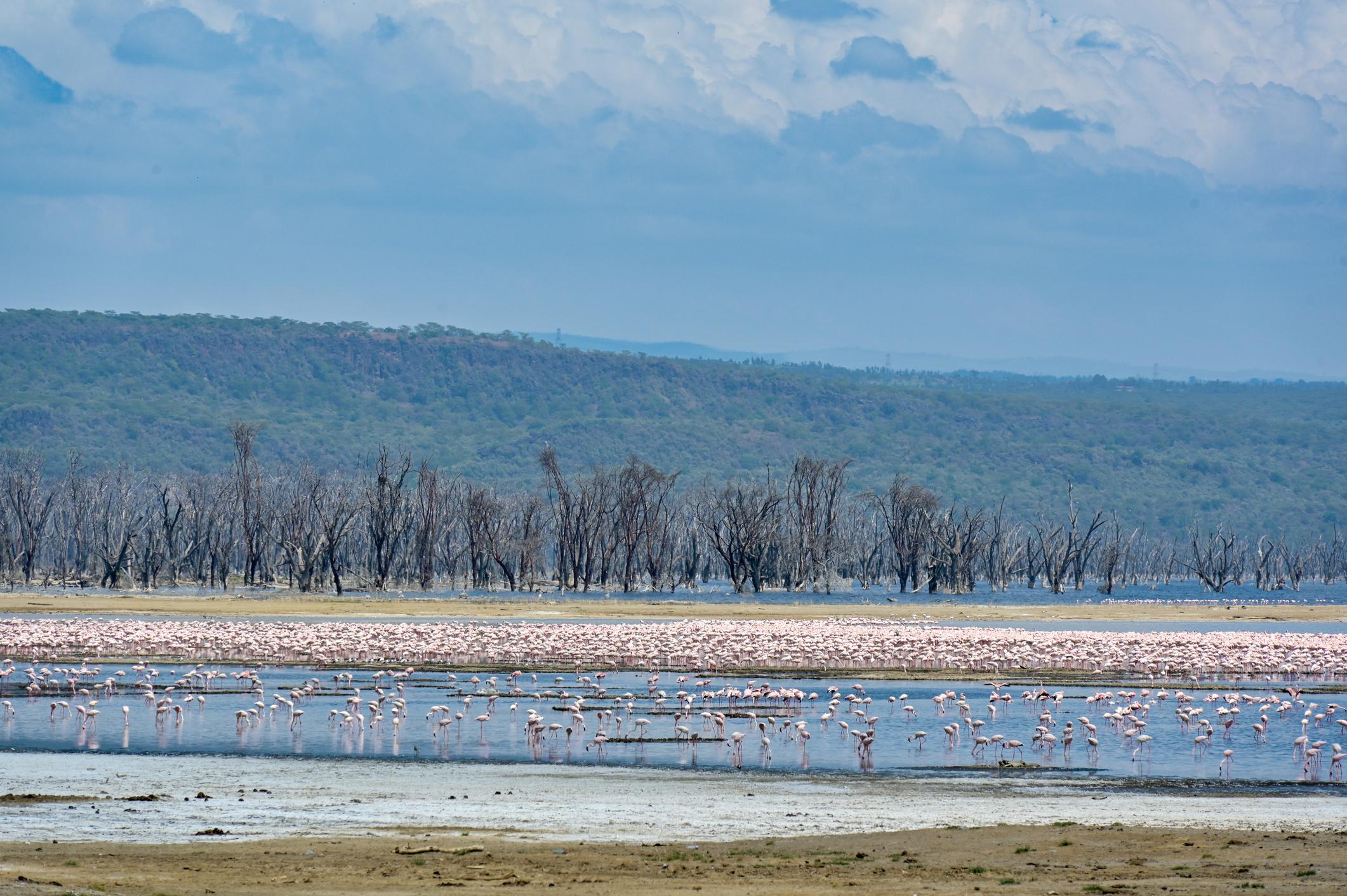 Kenya - Image 4