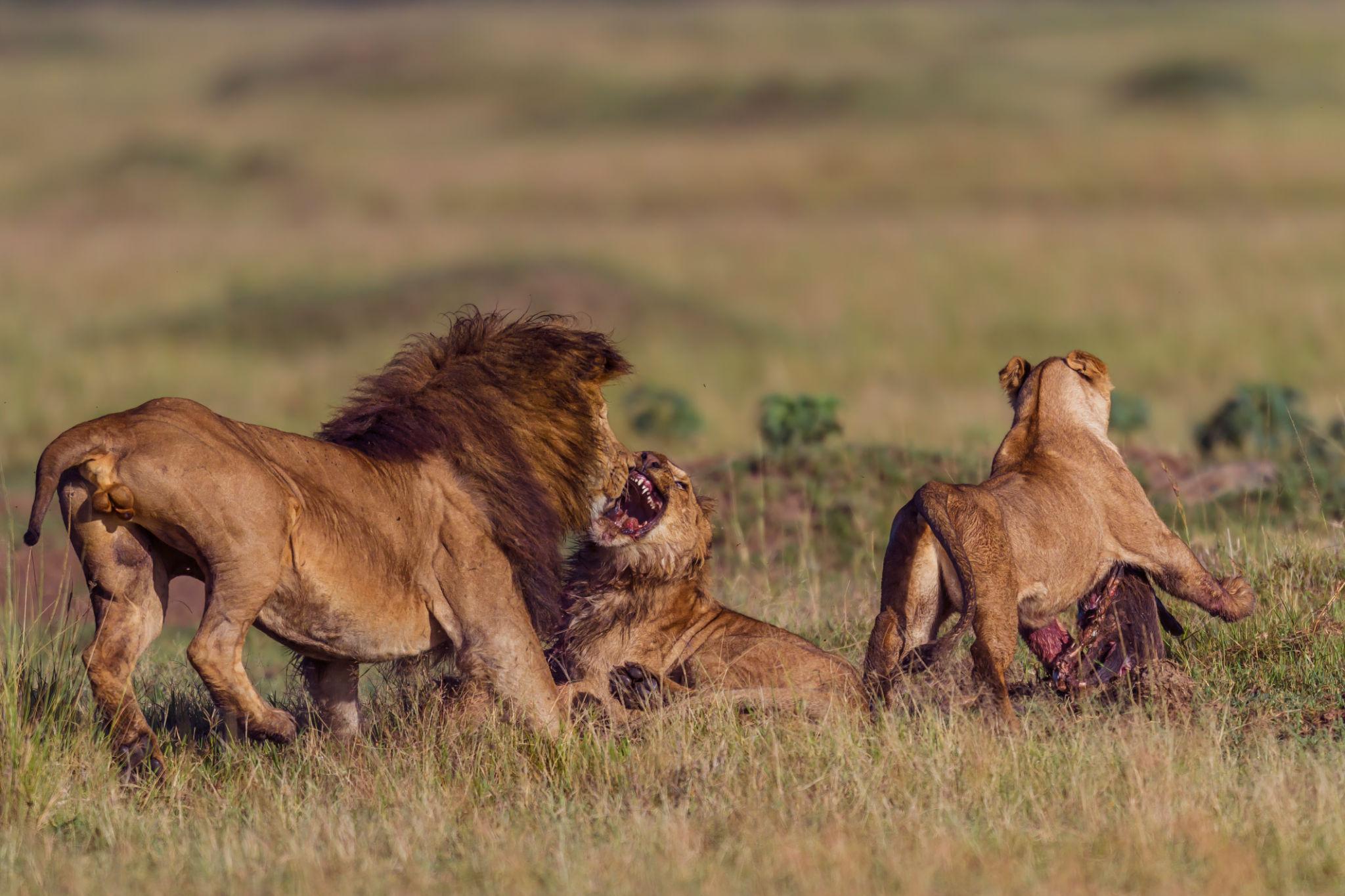 Kenya - Image 12