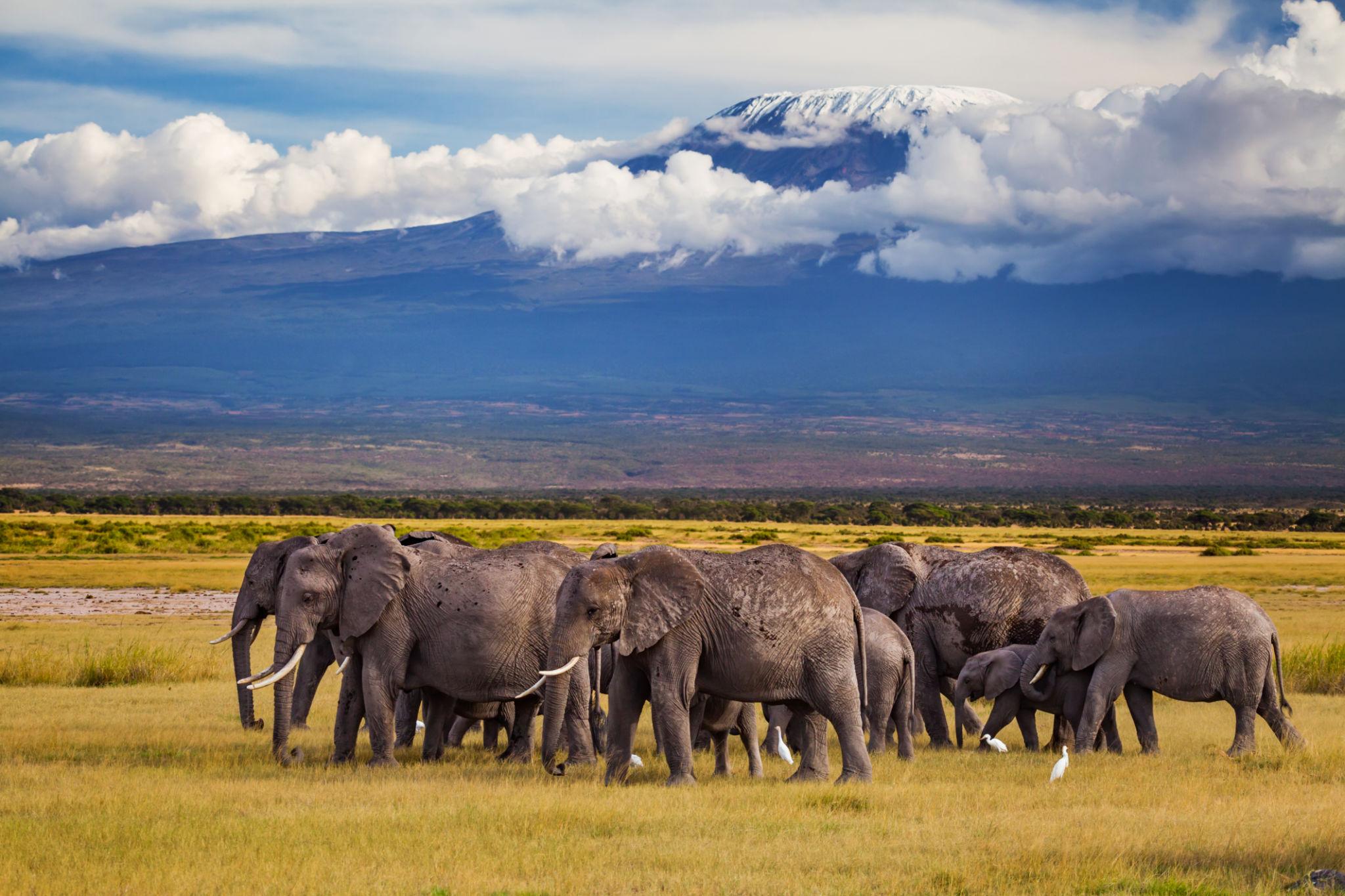 Kenya - Image 1
