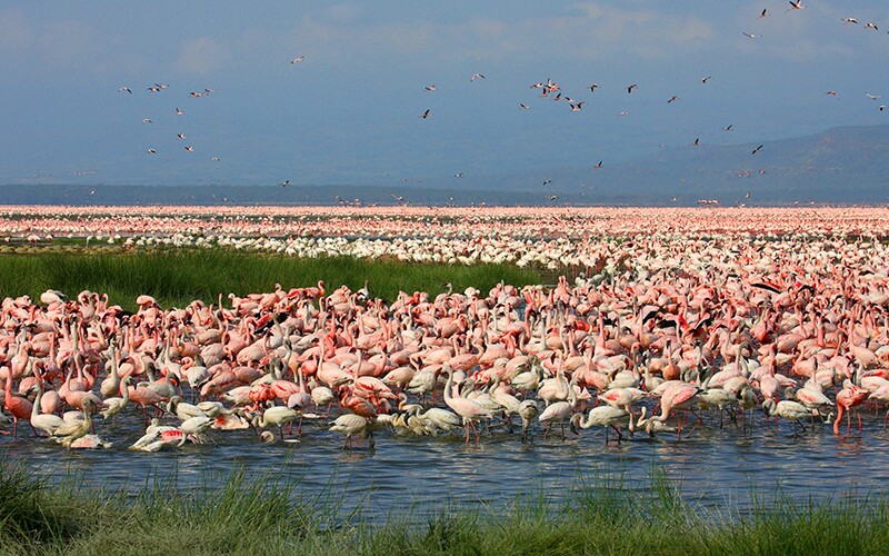 Lake Nakuru Flamingo Tour
