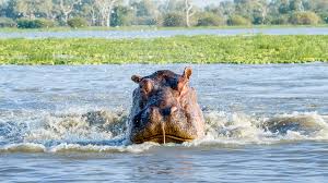 Nyerere (Selous) Safari
