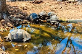 Prison Island & Giant Tortoise Tour