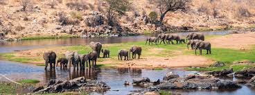 Ruaha National Park Safari