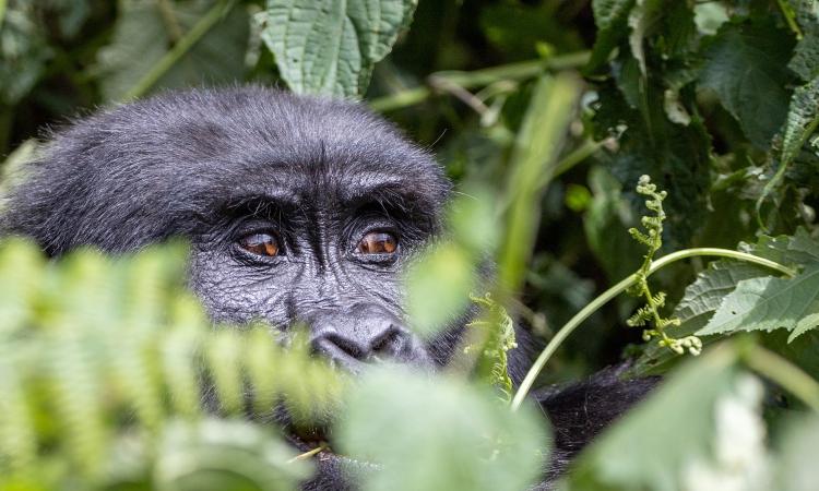 Rwanda - Image 5