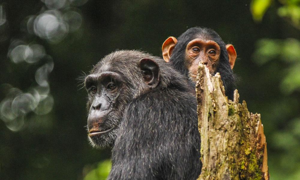 Rwanda - Image 13