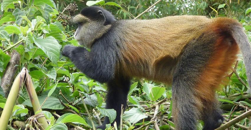 Rwanda - Image 2