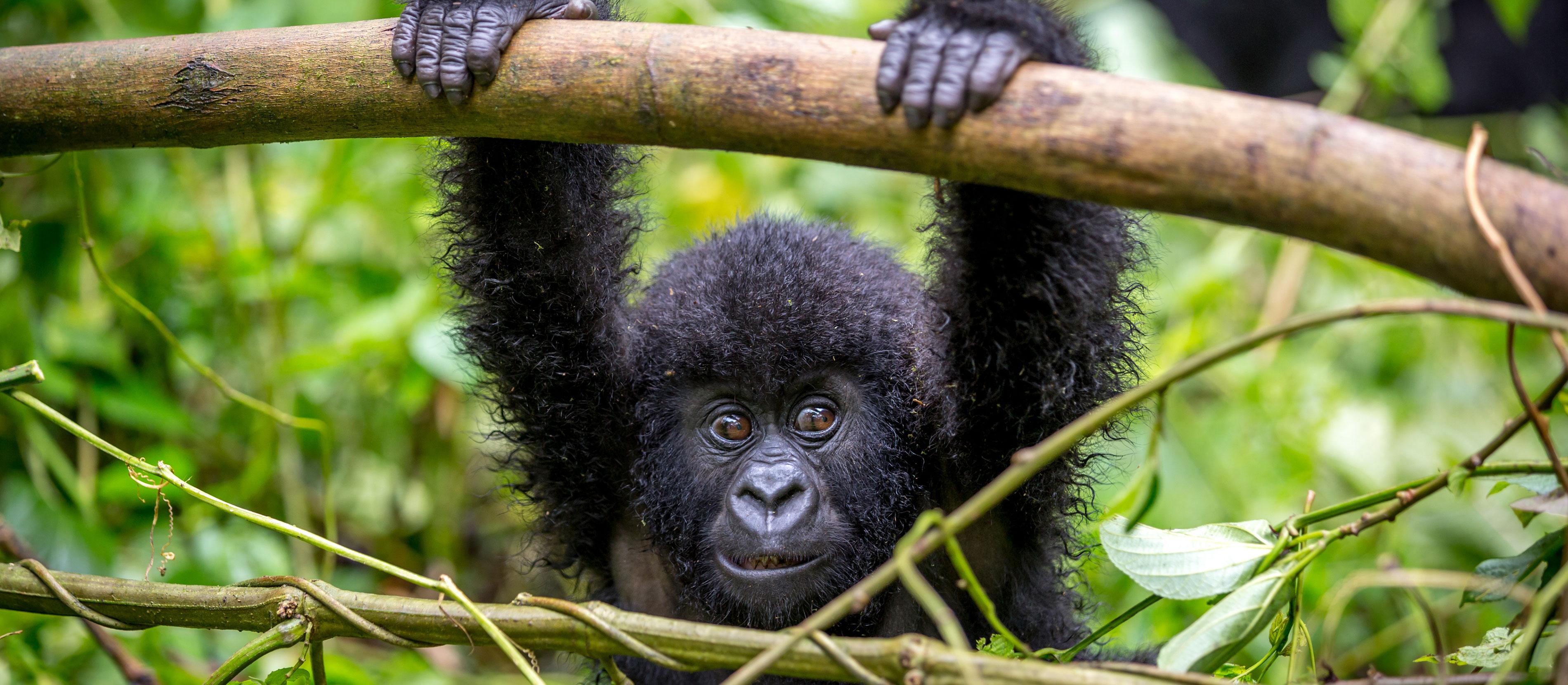 Rwanda - Image 3