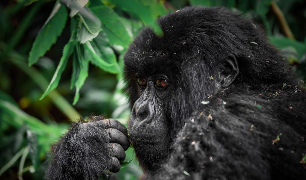 Rwanda - Image 8