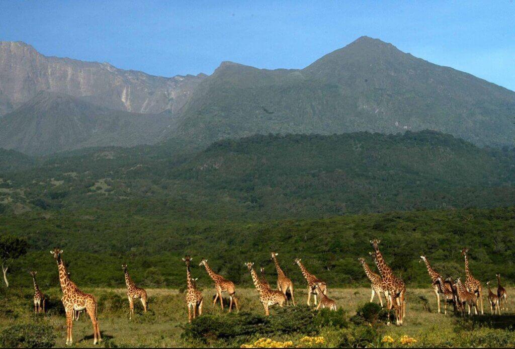 Summit Glory | Tanzania - Image 18
