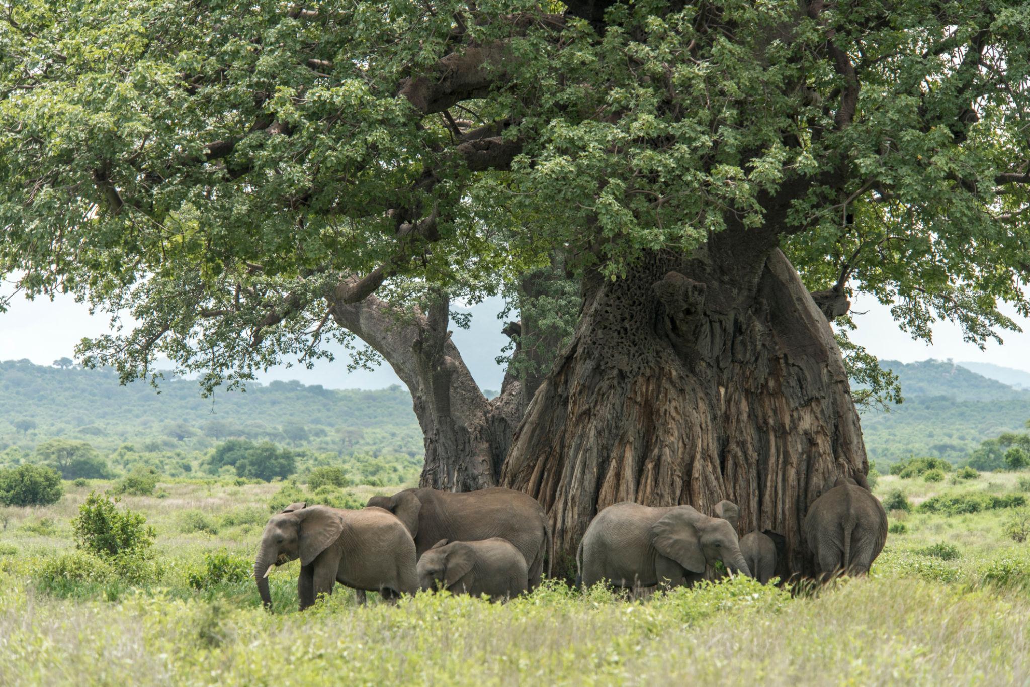 Tanzania - Image 18