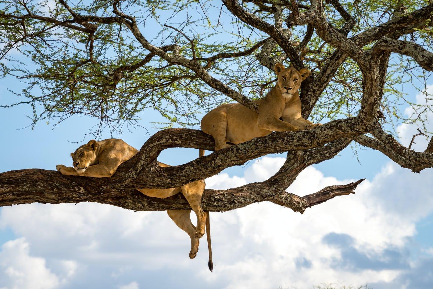 Tanzania - Image 5