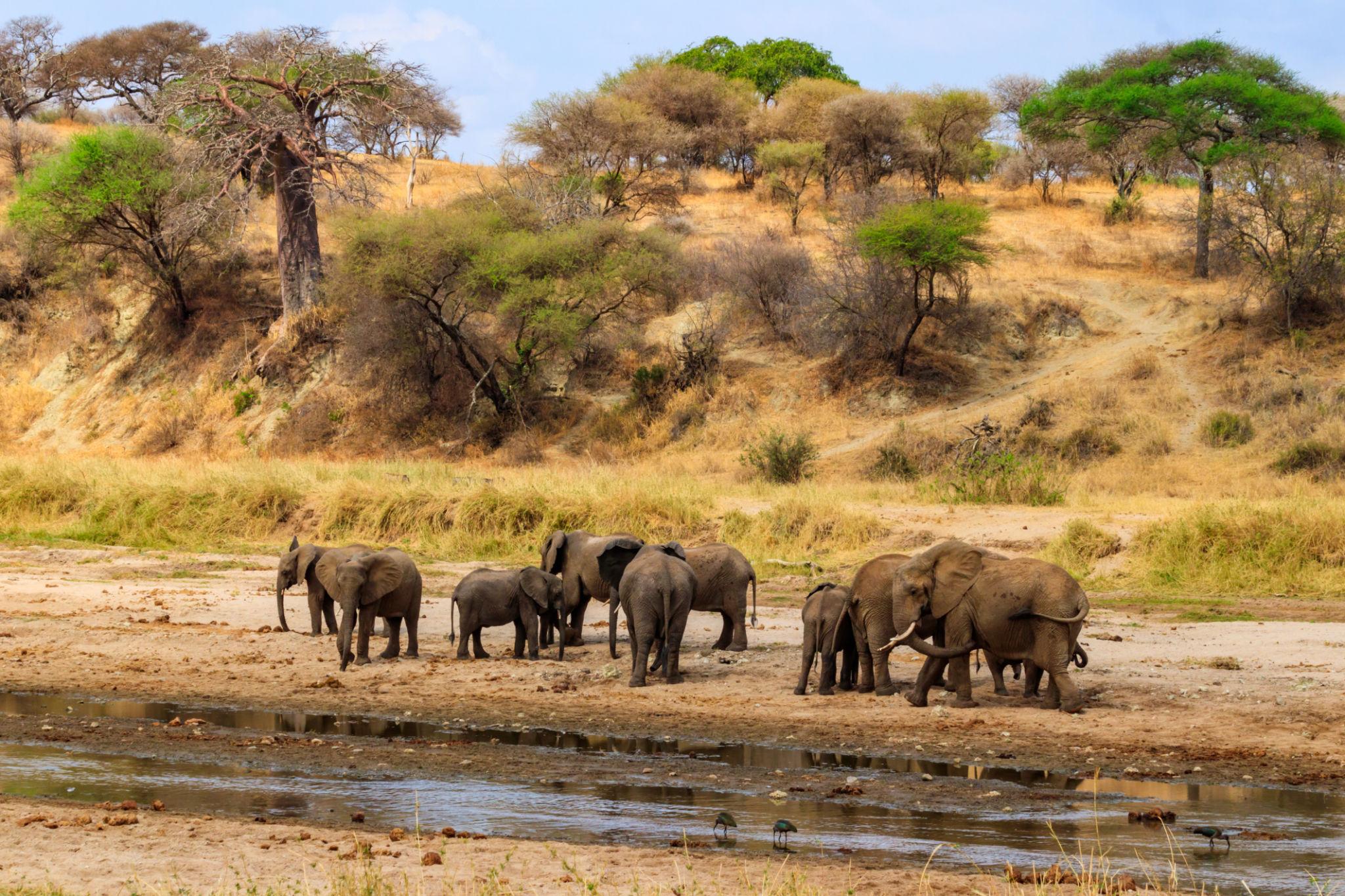 Tanzania - Image 4