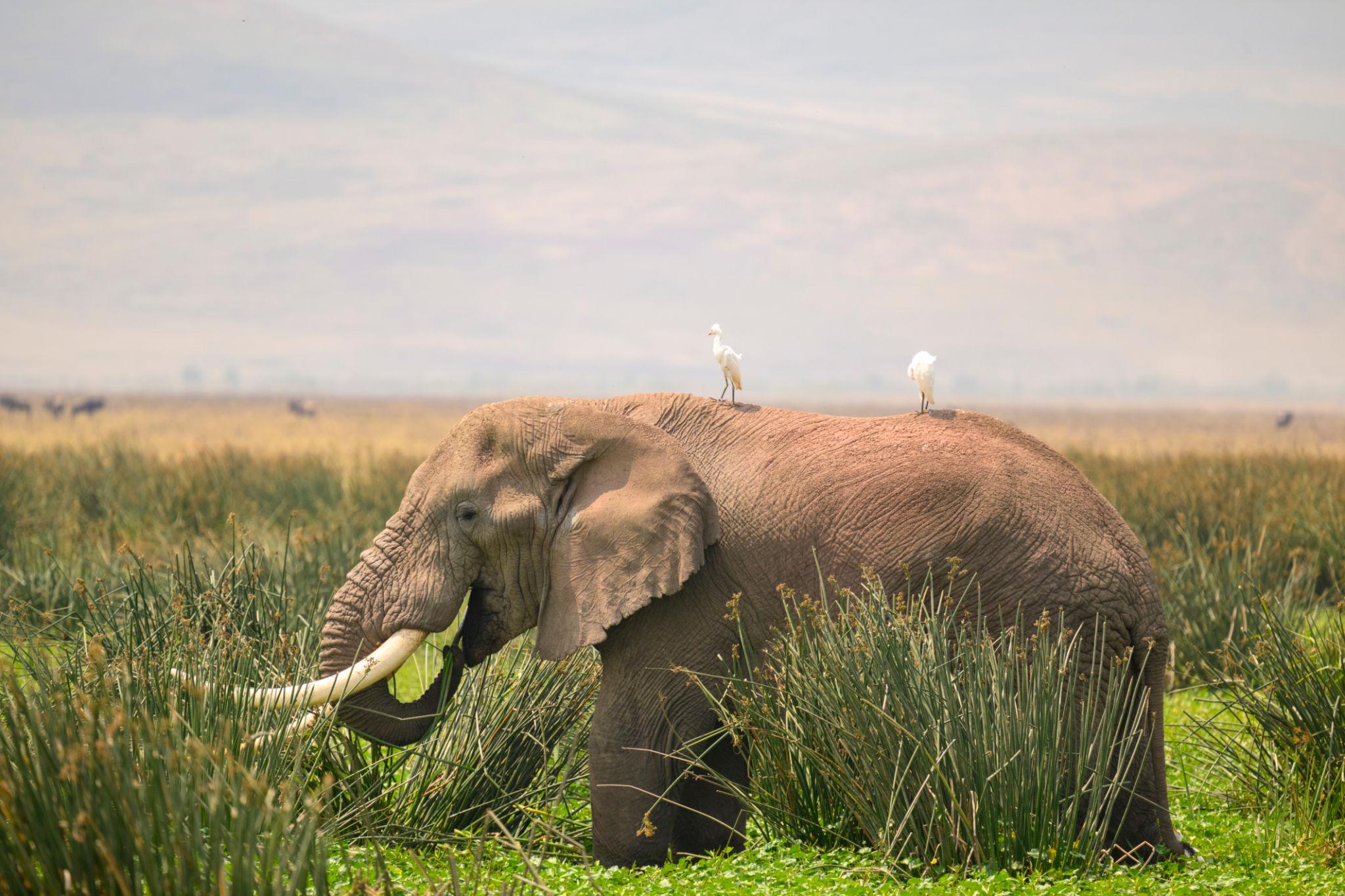Tanzania - Image 11