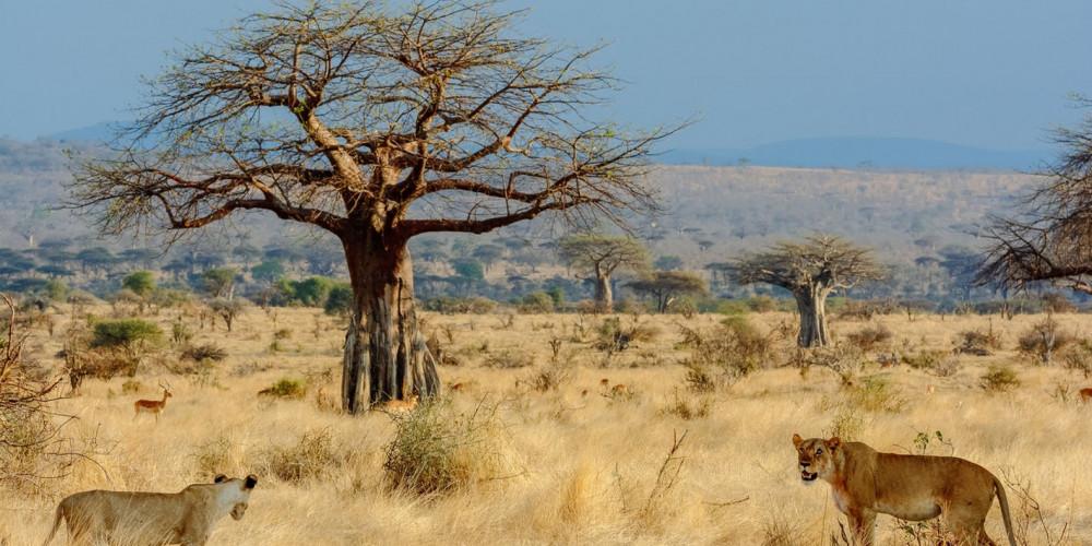 Tanzania - Image 19