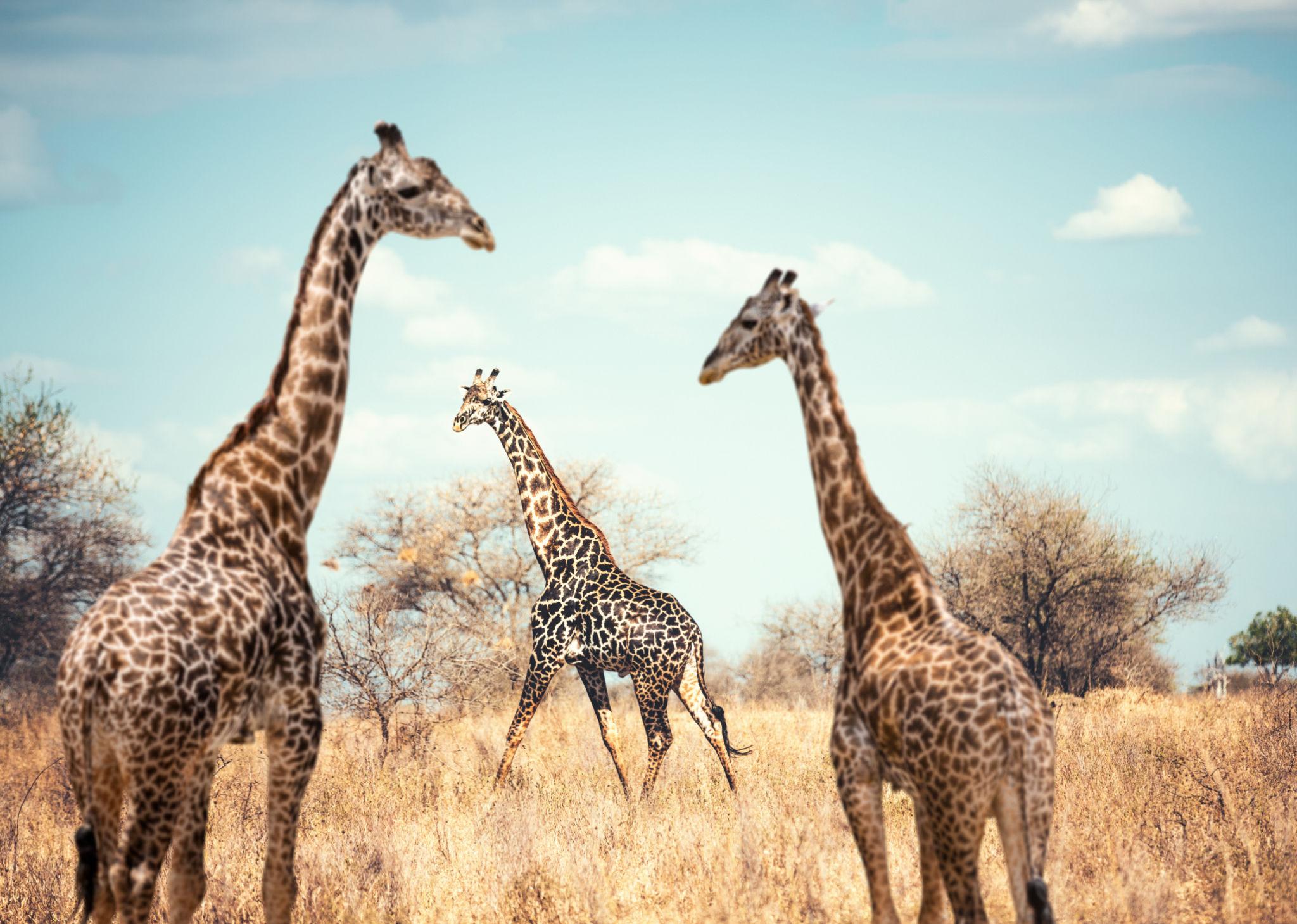 Tanzania - Image 17