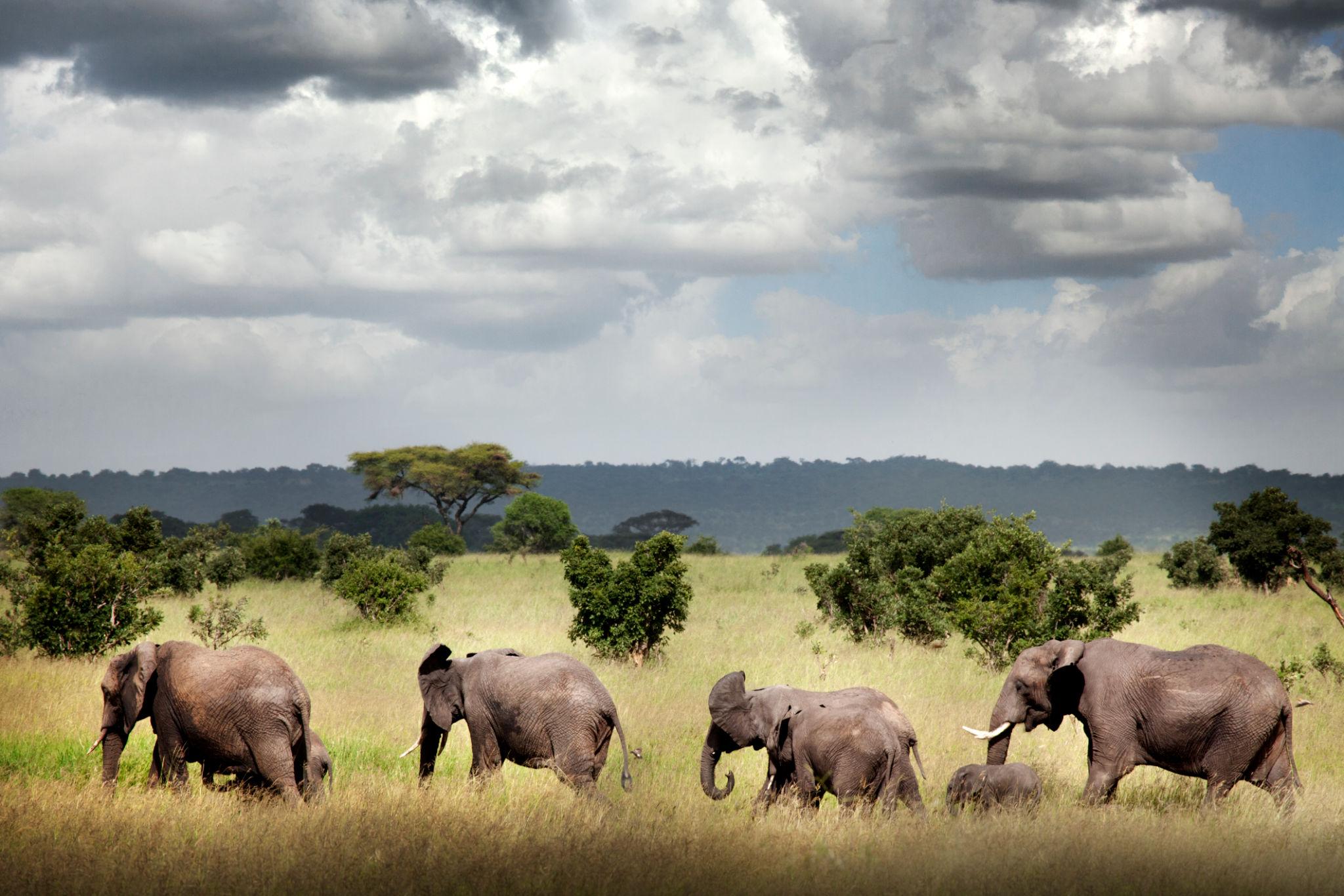 Tanzania - Image 13