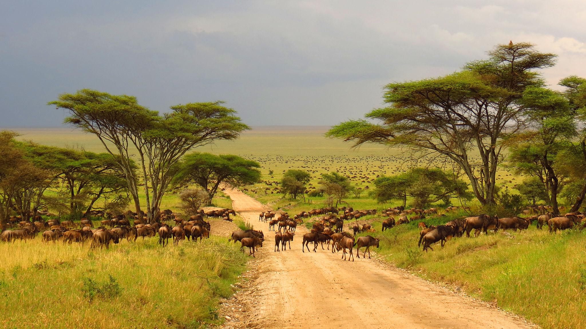 Tanzania - Image 12
