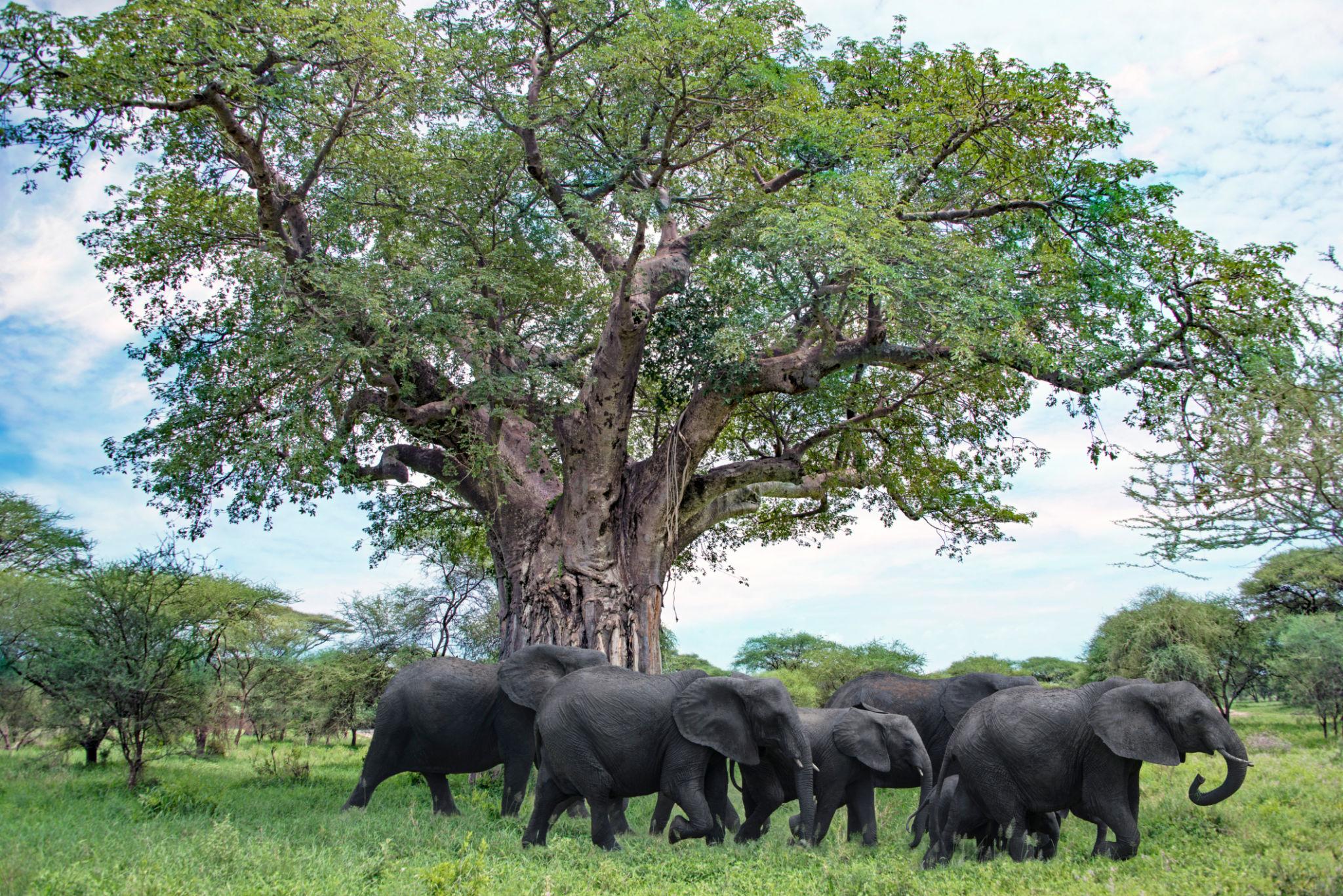 Tanzania - Image 16