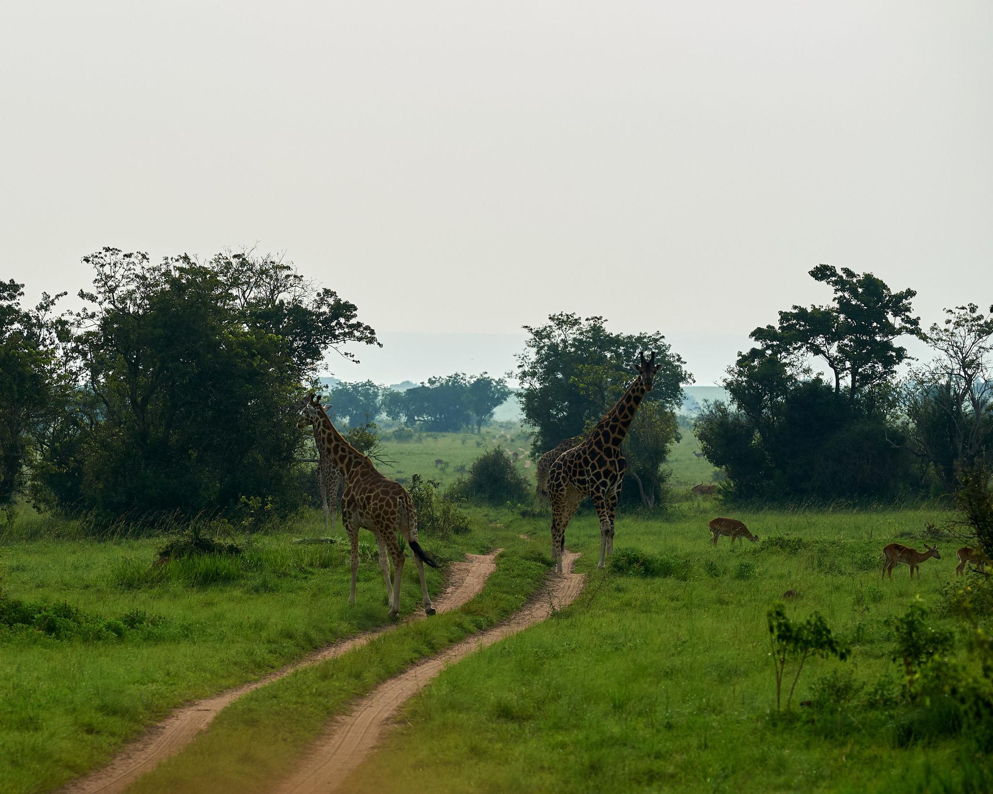 Uganda - Image 18