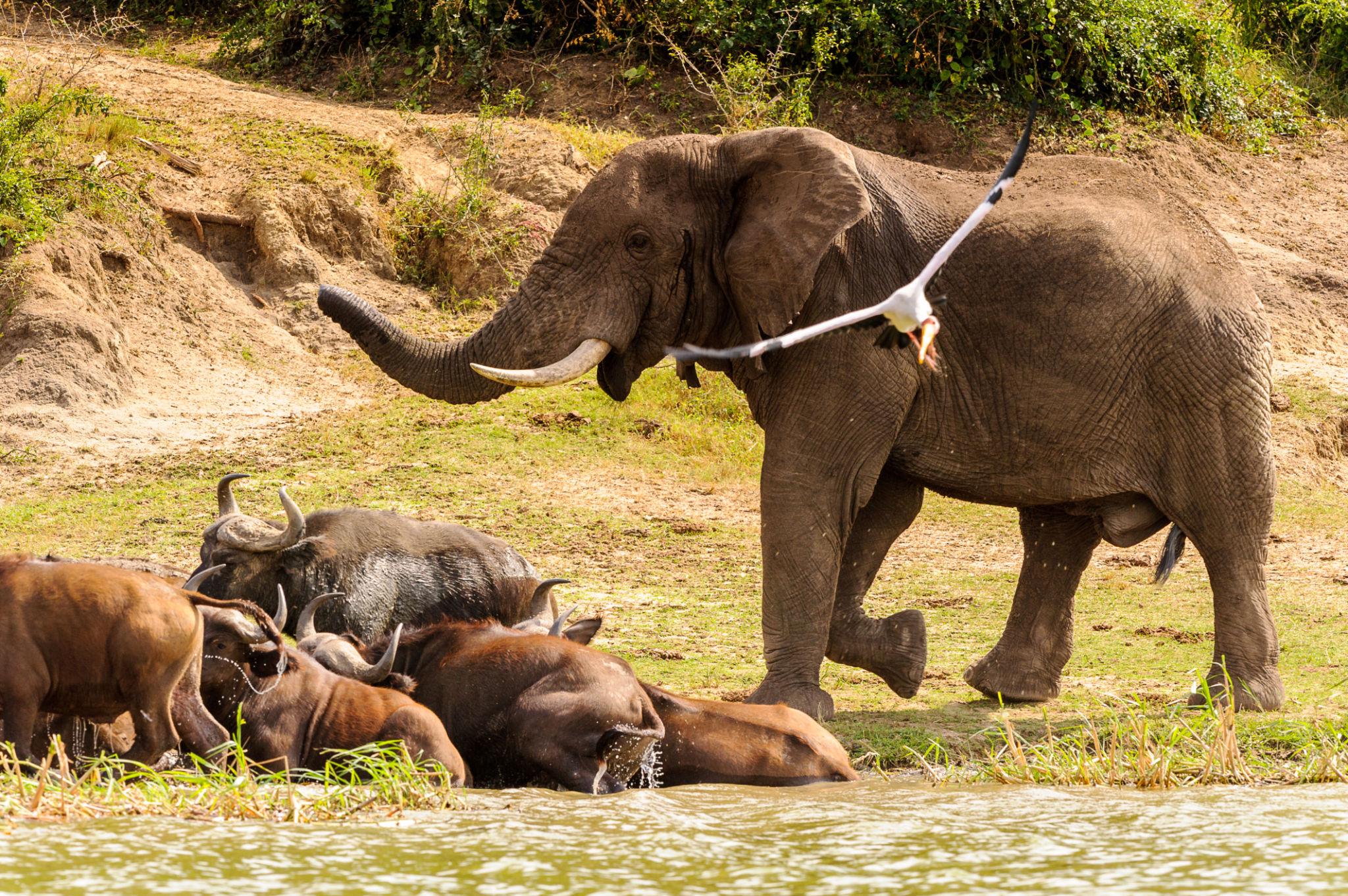 Uganda - Image 3