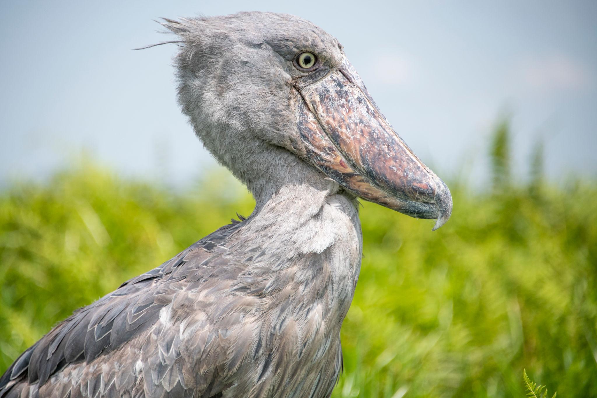 Uganda - Image 12