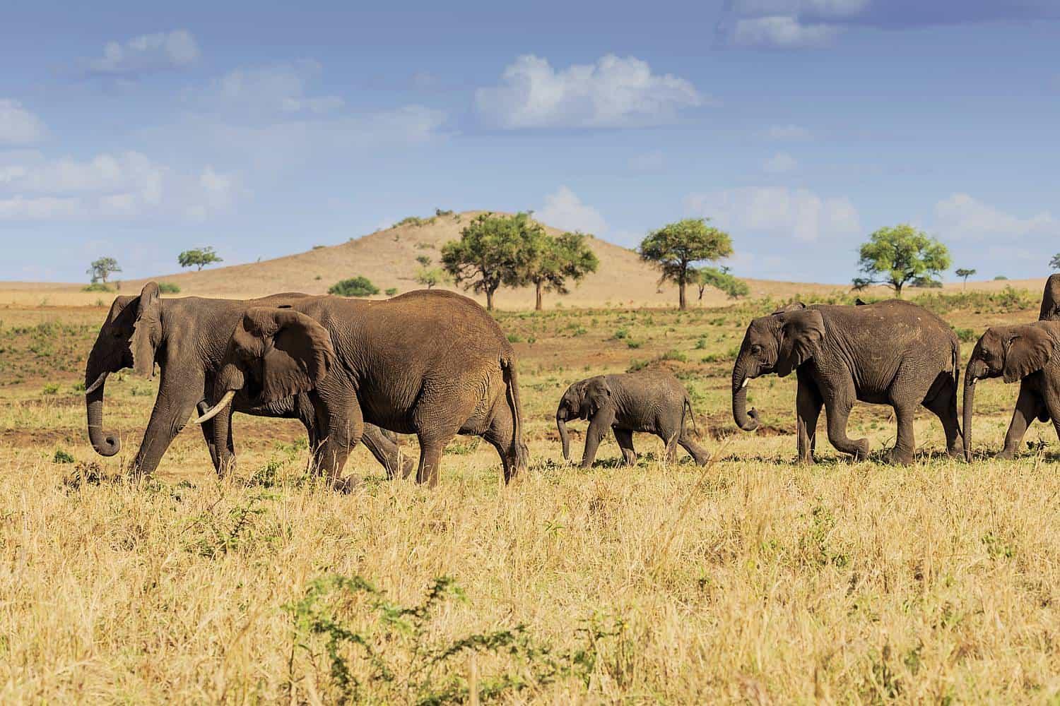 Uganda - Image 17