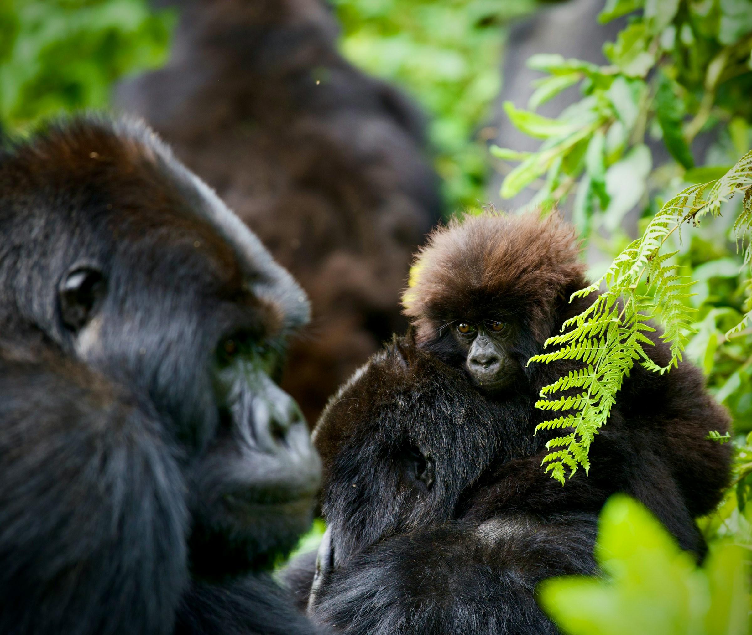 Uganda - Image 1