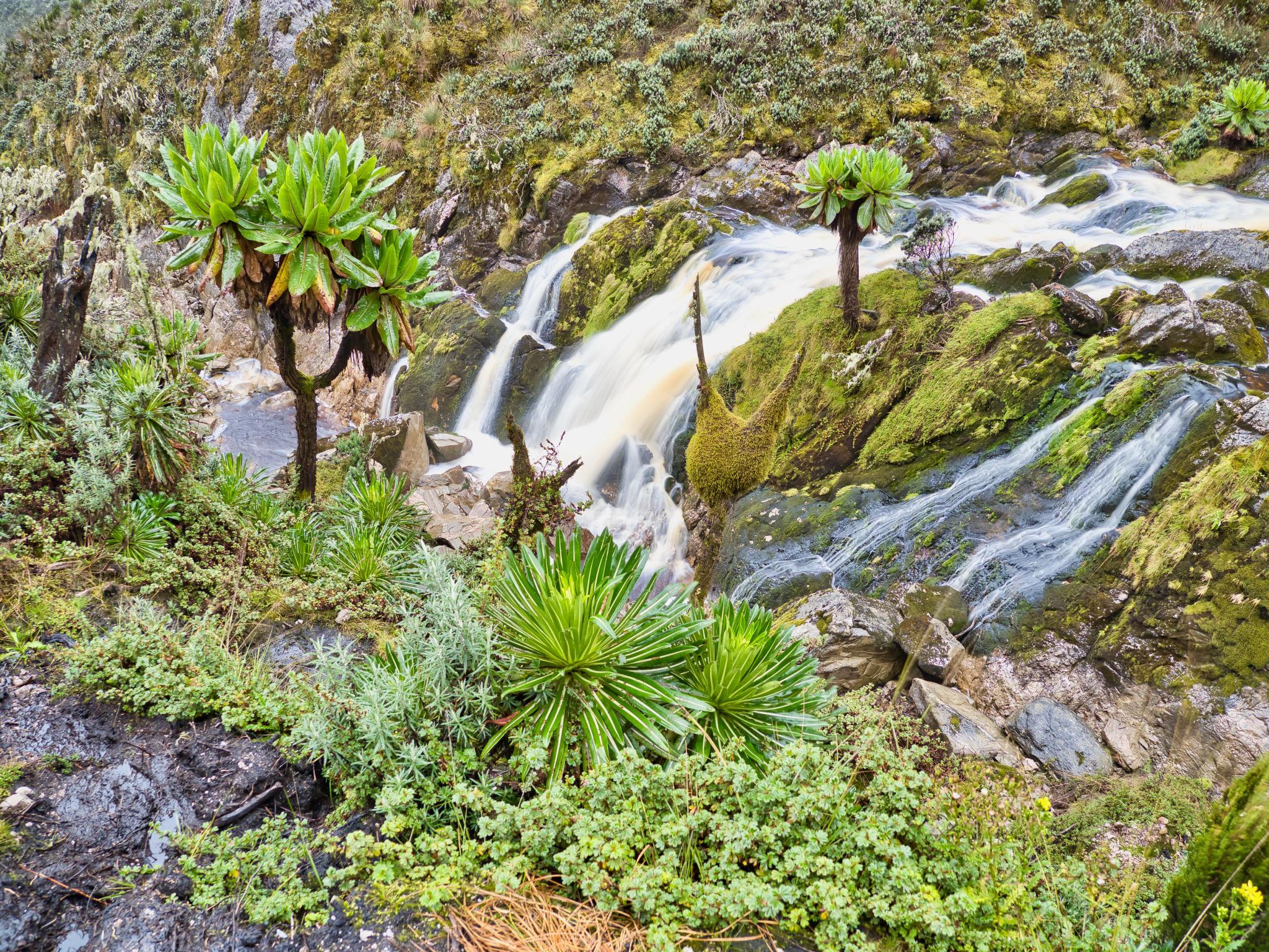 Mystic Peaks | Uganda - Image 33