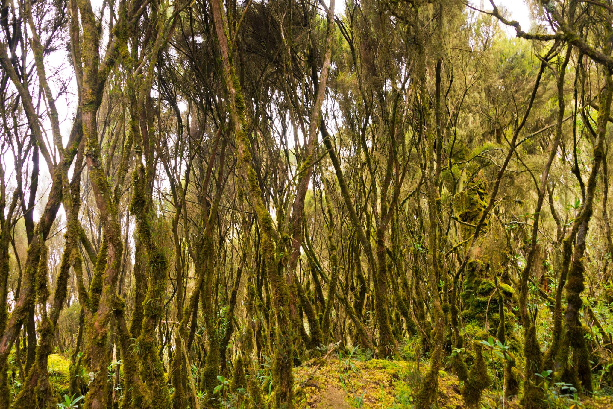 Mystic Peaks | Uganda - Image 6