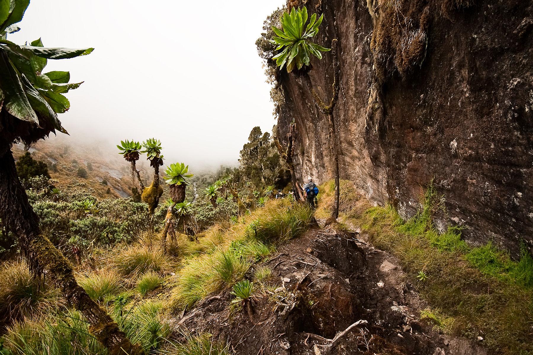 Mystic Peaks | Uganda - Image 10