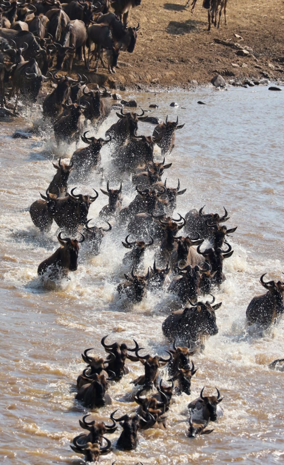 Japanese Cherry Blossoms