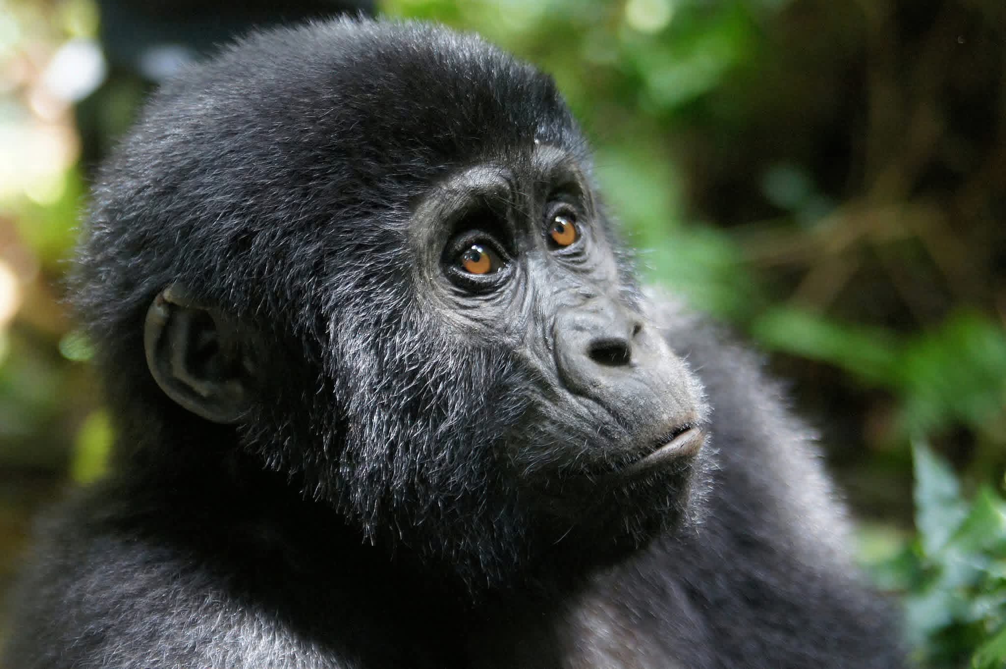 Bwindi Gorilla Trekking