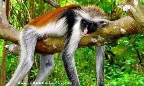 Jozani Forest & Red Colobus Monkey Tour