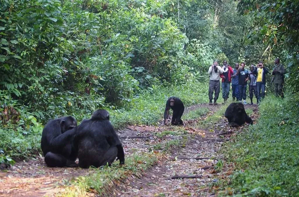 Kibale Chimpanzee Tracking