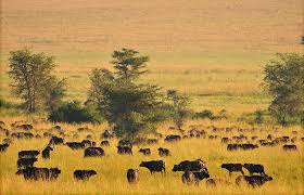 Kidepo Valley Expedition
