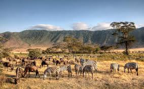 Ngorongoro Crater Safari