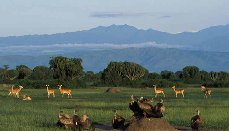 Queen Elizabeth Safari