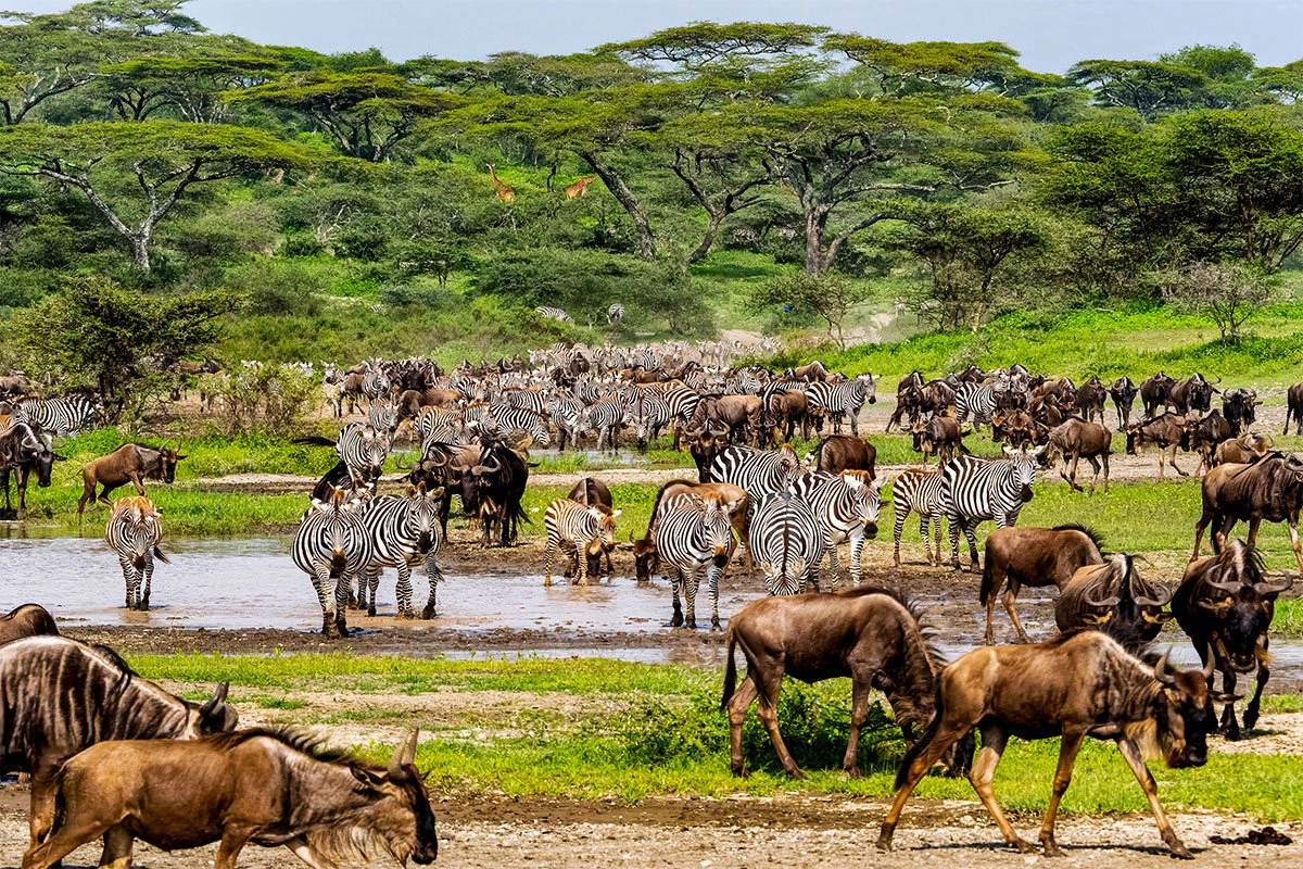 Serengeti Migration Safari