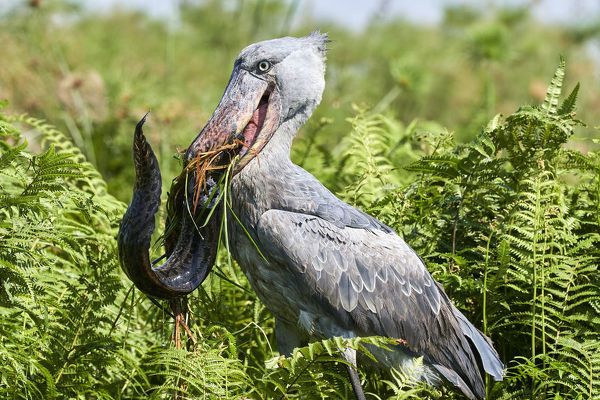 Uganda Birding Experience