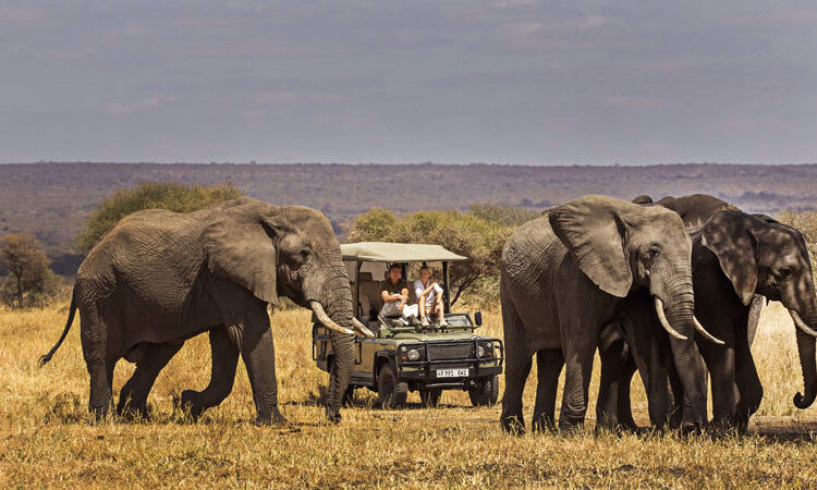 Tarangire Elephant Safari
