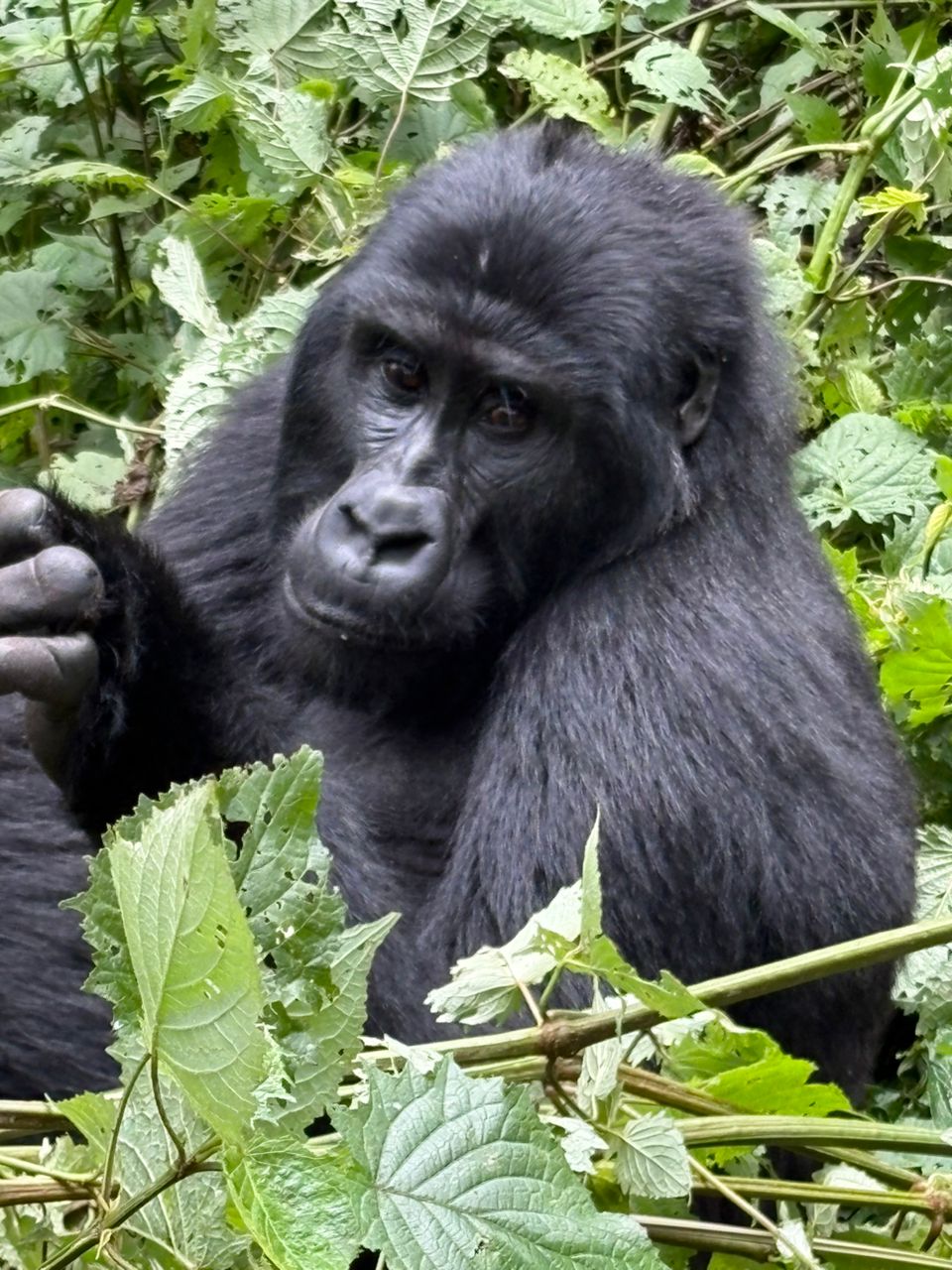 Jungle_Gorilla_Observation_Adventure